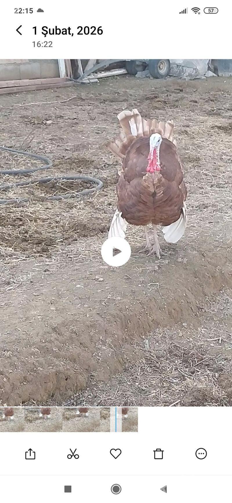 horaz induk - Ашхабад - img 1