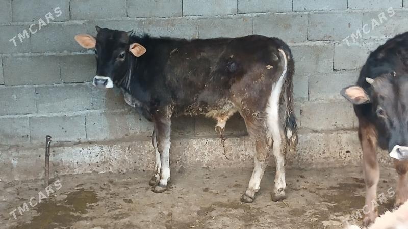 okuz - Aşgabat - img 1