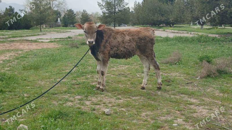 okuz - Aşgabat - img 1