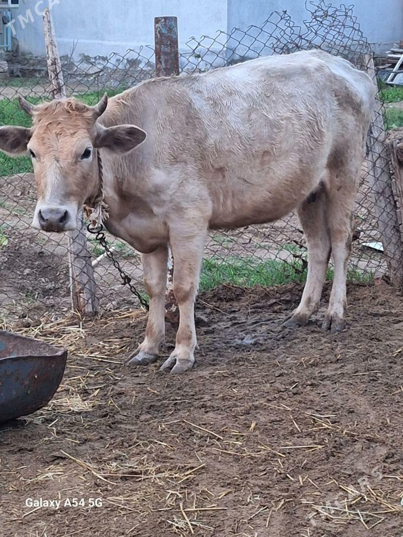 siwes tuwe - Гёкдепе - img 1