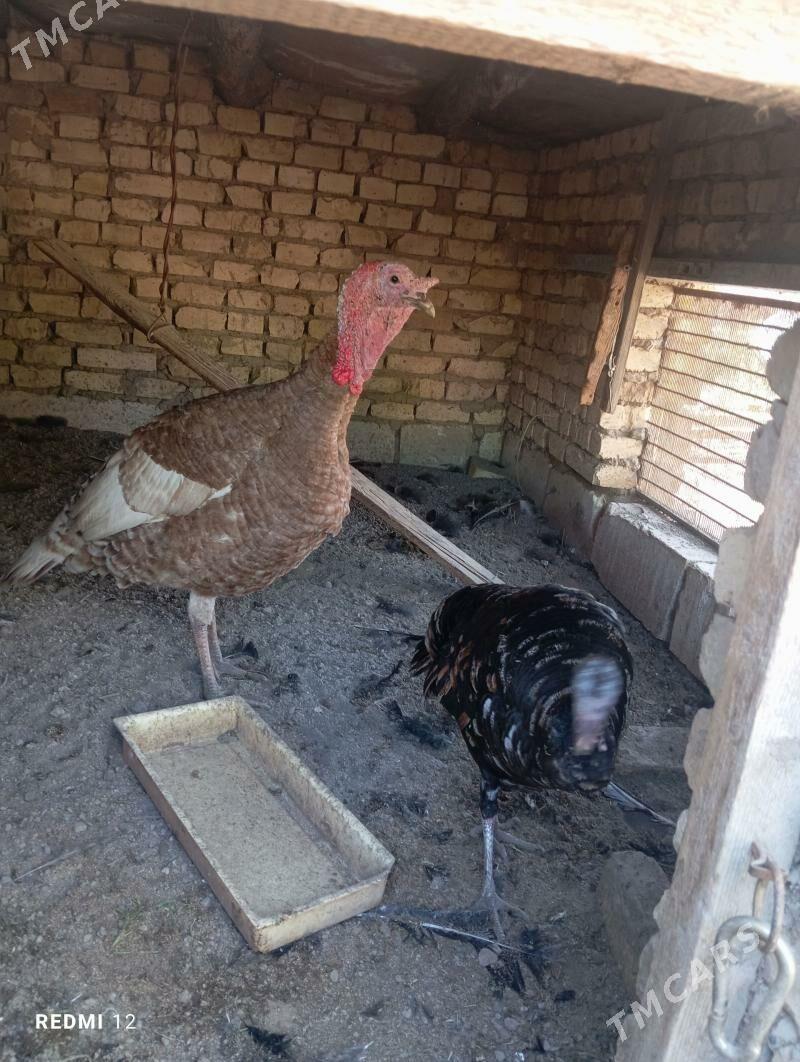 İnduk - Mary - img 1