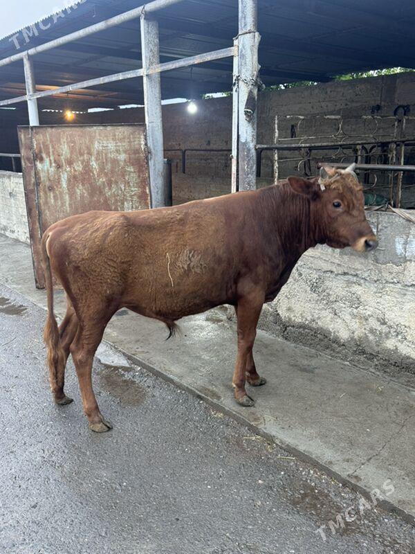 Okuz - Bagyr - img 1