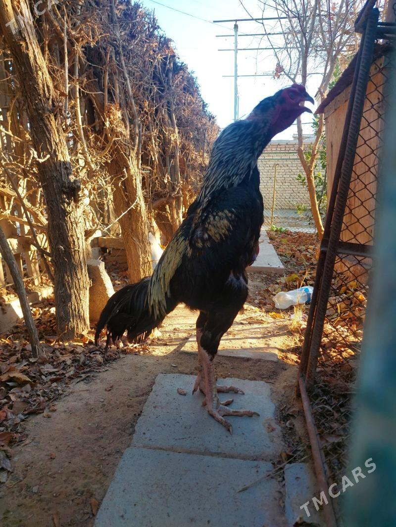 Taşkent - Tejen - img 1