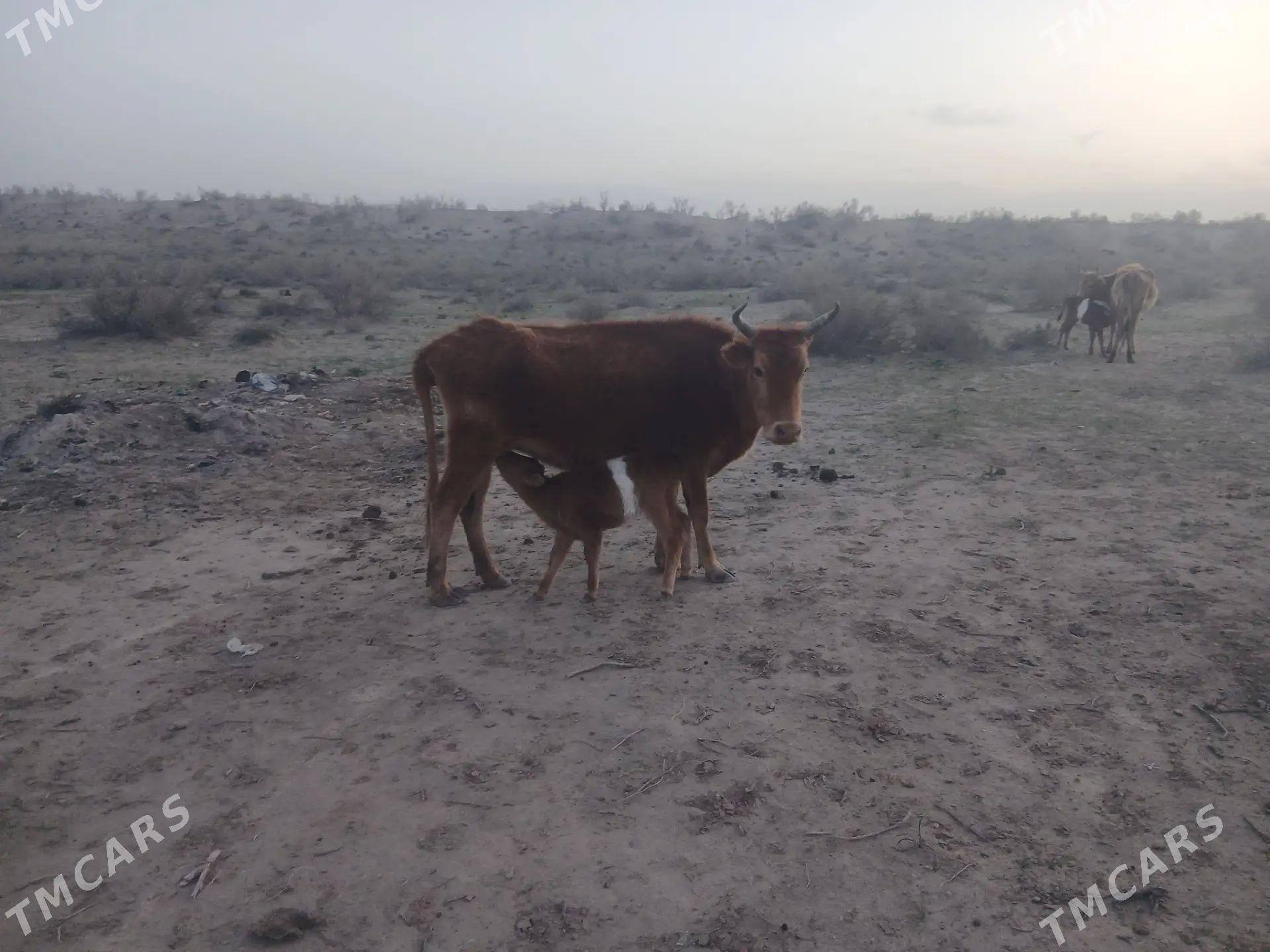 goleli sygyr - Берекет - img 1