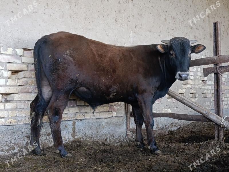 okuz - Wekilbazar - img 1