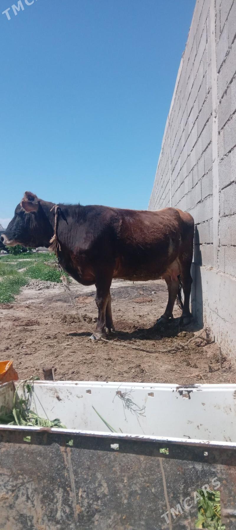 göleli sigir - Bäherden - img 1