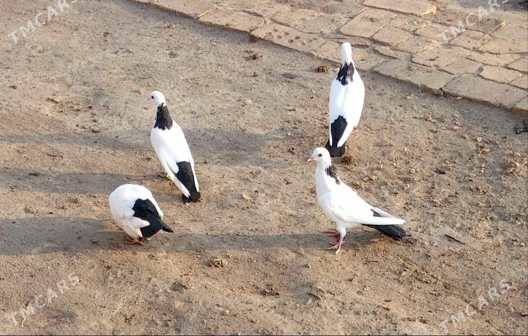 kepderi - Мары - img 1