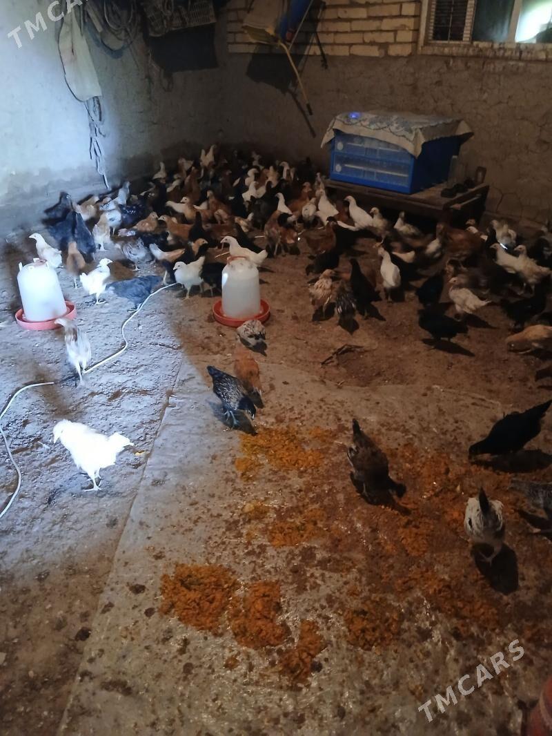 juje - Сакар - img 1