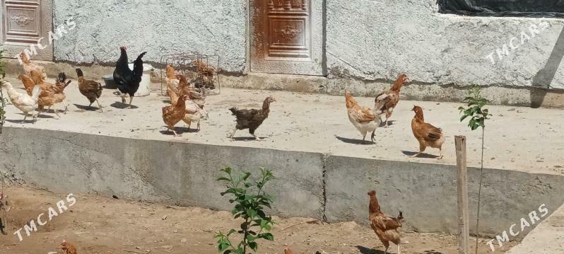 товук - Кака - img 1