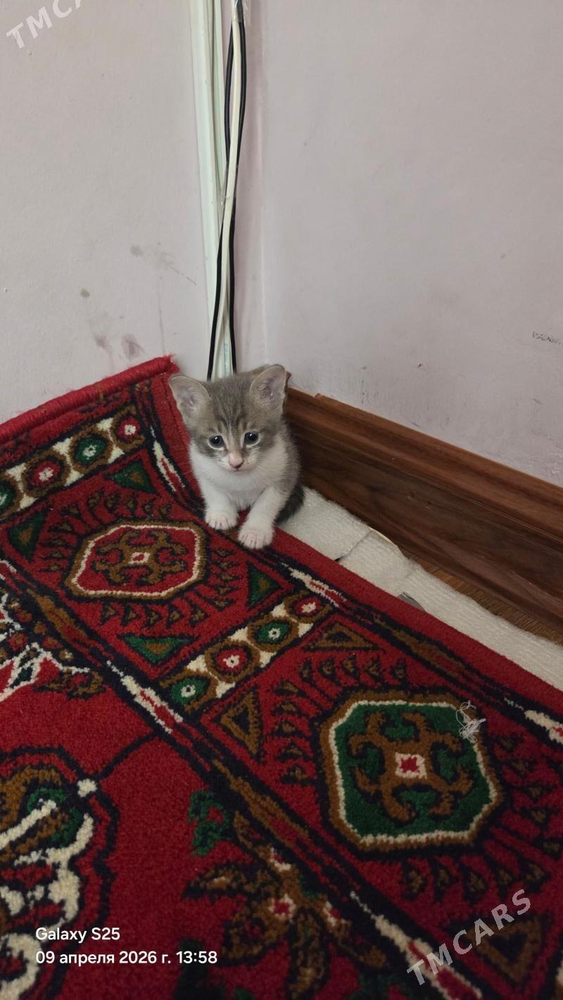 caga( Pisik) - Aşgabat - img 1