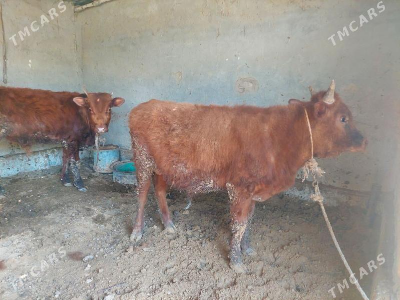 öküz - Векильбазар - img 1