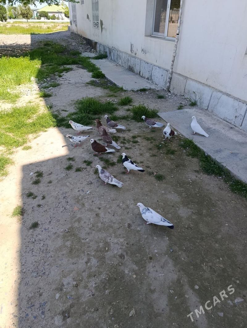 kepderi - Гызыларбат - img 1