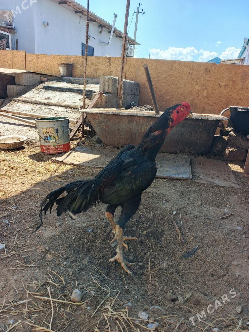 horaz - Гарадамак - img 1