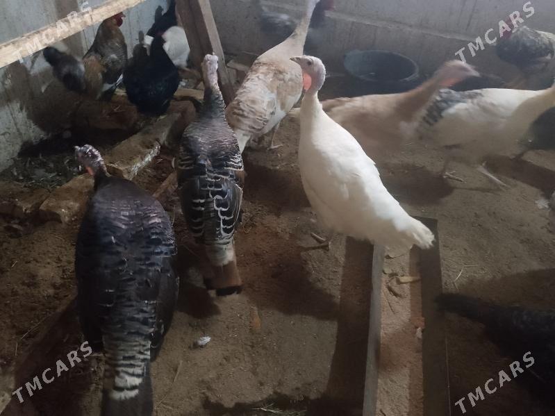 INDUK - Türkmenabat - img 1