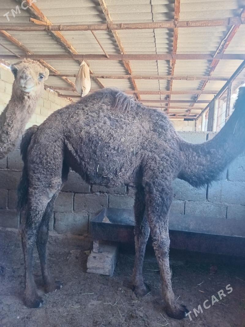 torym - Balkanabat - img 1