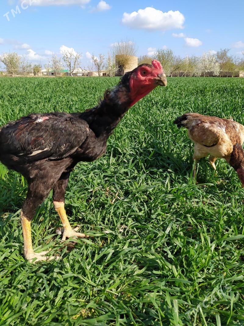 horaz - Шабатский этрап - img 1