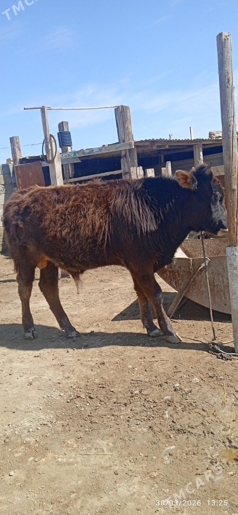 Öküz - Bereket - img 1