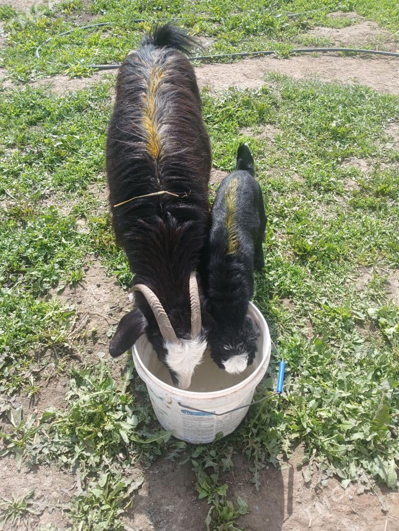 Owlakly geci - Гёкдепе - img 1