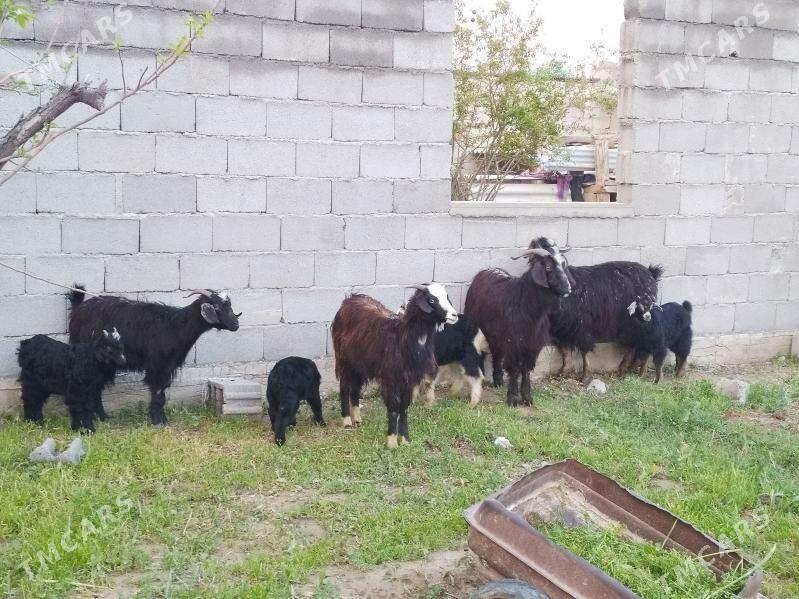 Geci owlakly . - Анев - img 1