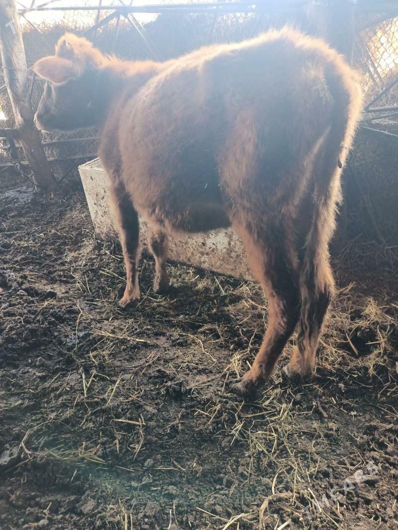 unajin - Çärjew - img 1