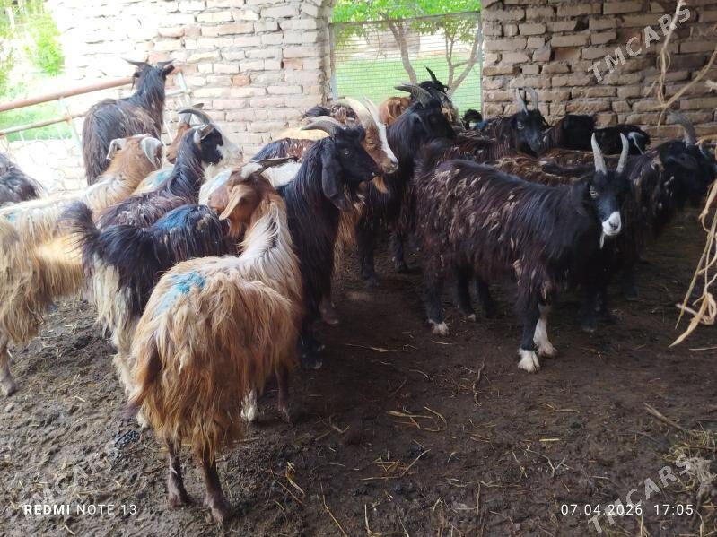 serkeler - Чарджоу - img 1