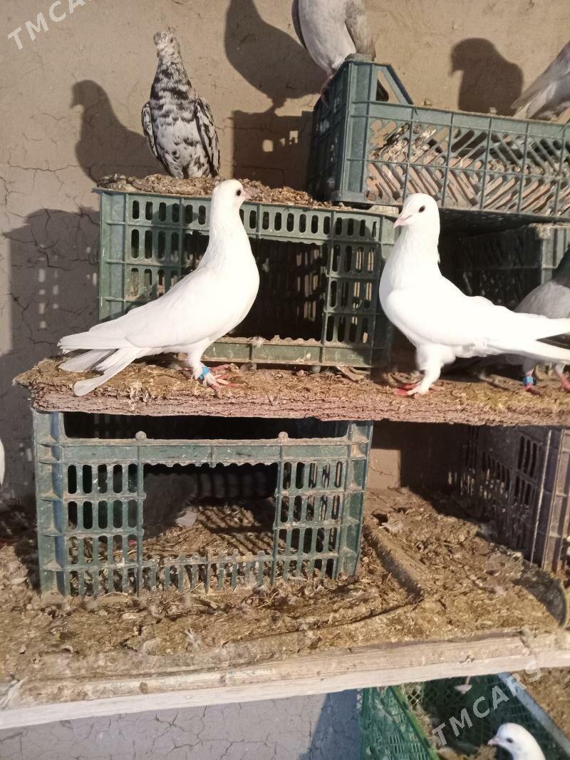 kepderi - Сакарчага - img 1