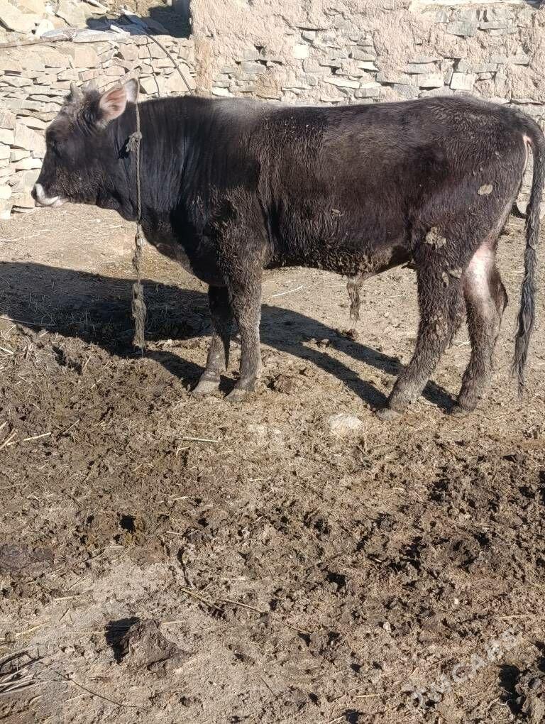 ökuz - Бахарден - img 1