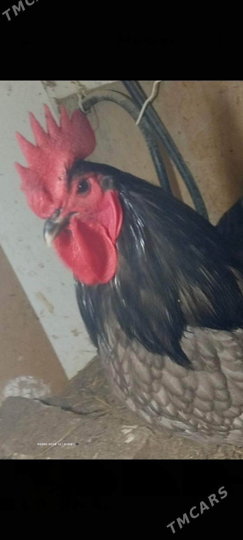 АВСРОЛОРП - Türkmenabat - img 1