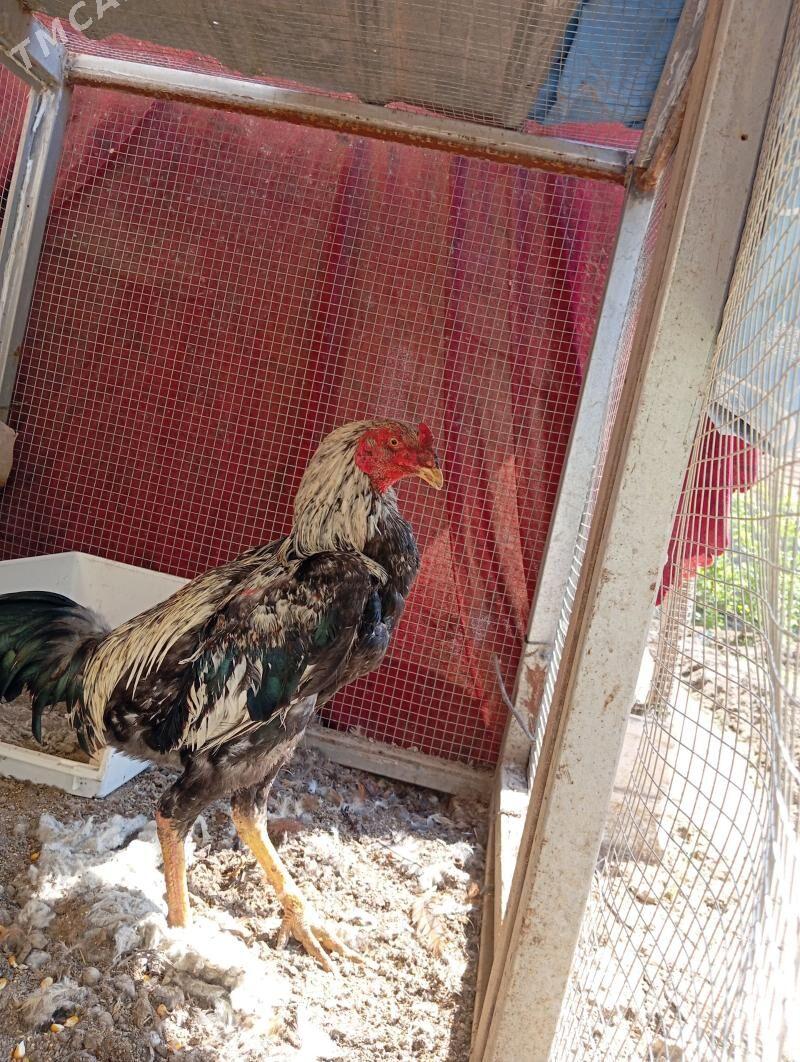 БАЙСОВ ХОРАЗ️ - Çärjew - img 1