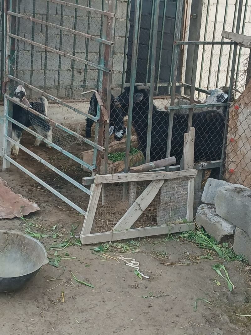 0wlakly.geci - Гёкдепе - img 1