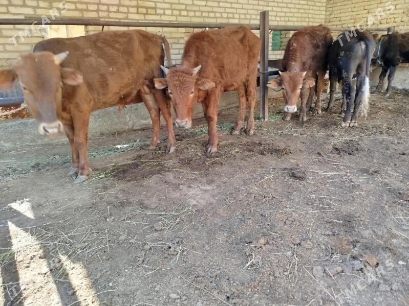 okuz - Чарджоу - img 1