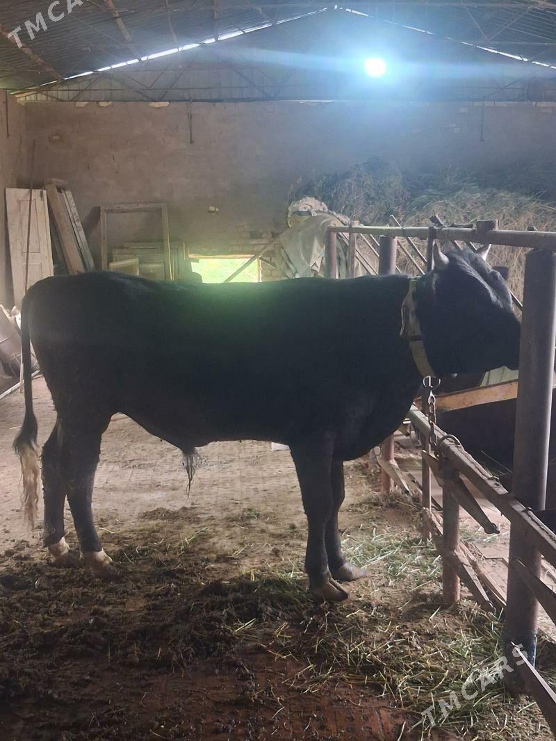 öküz - Сакарчага - img 1