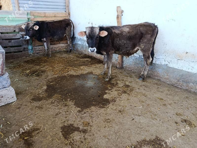 öküzçe şwet - Aşgabat - img 1