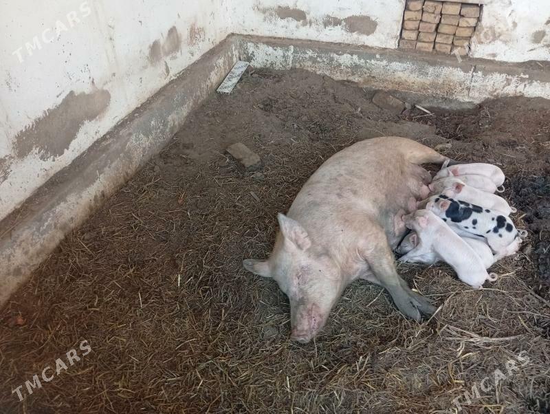 ene -beçeler. - Türkmenabat - img 1