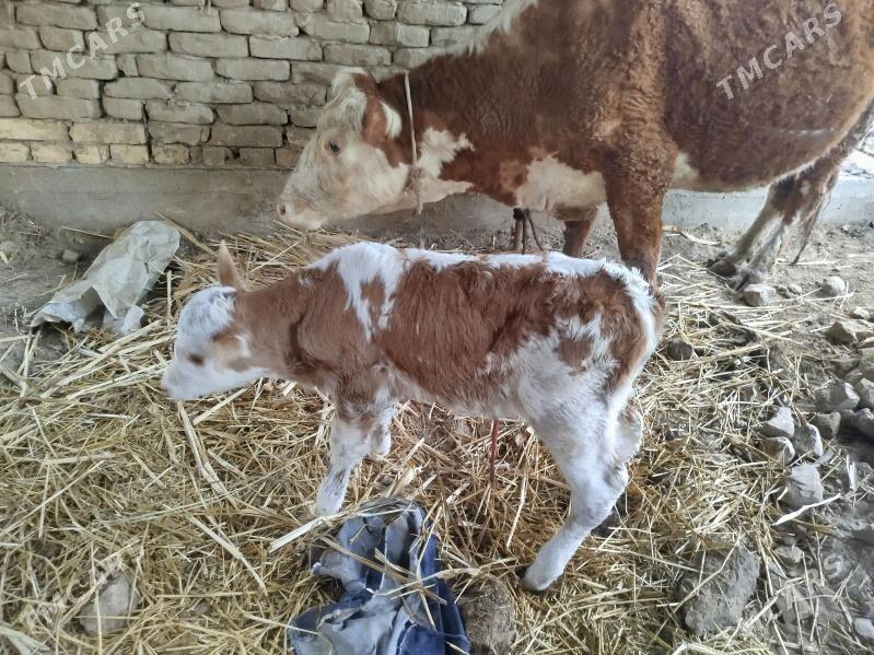 симентал сыгыр - Кёнеургенч - img 1