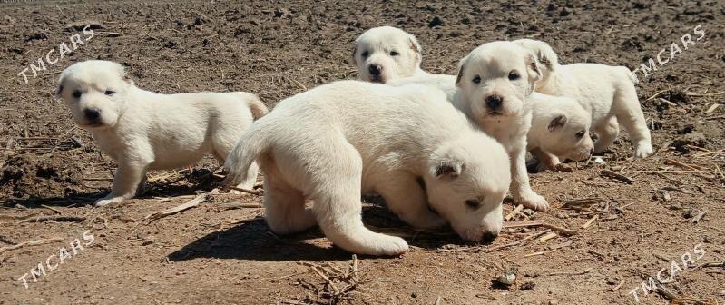 TÜRKMEN GÜJIKLER - Гурбансолтан Едже - img 1