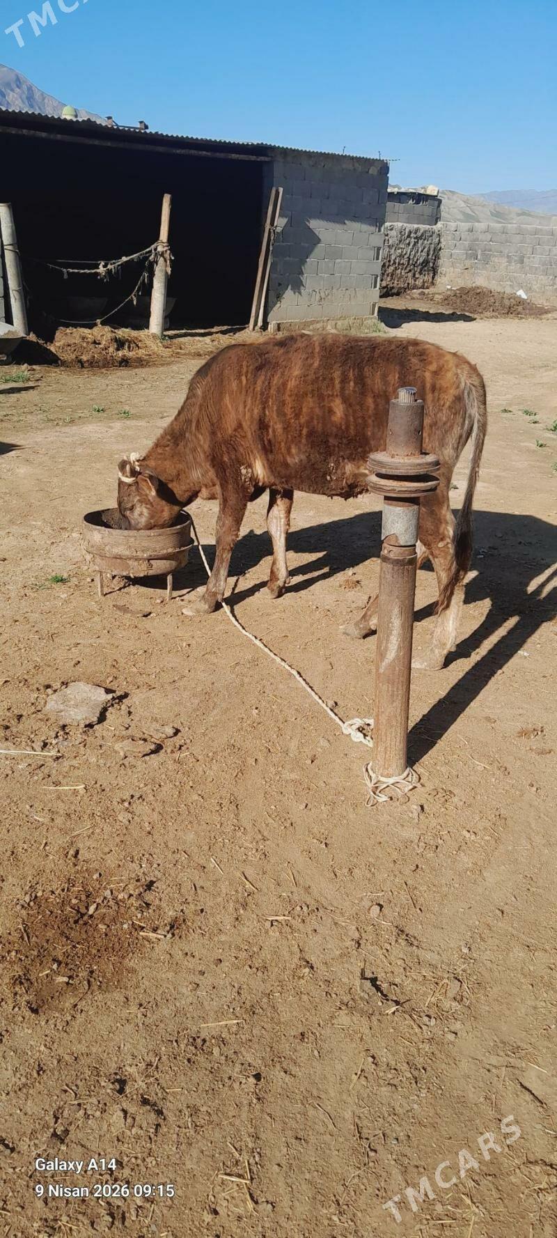 Bakylan tuwe - Бахарден - img 1