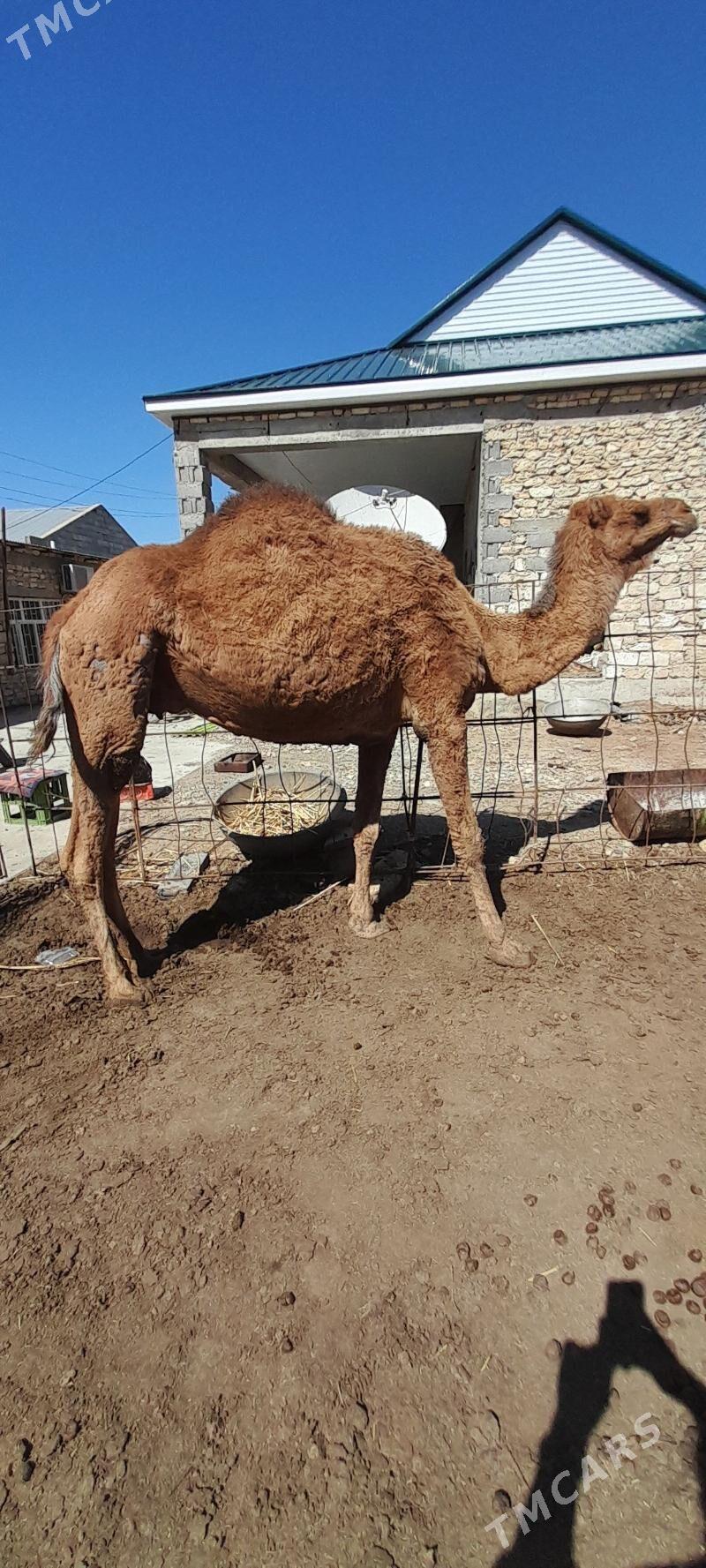 bakylan düye - Гызыларбат - img 1