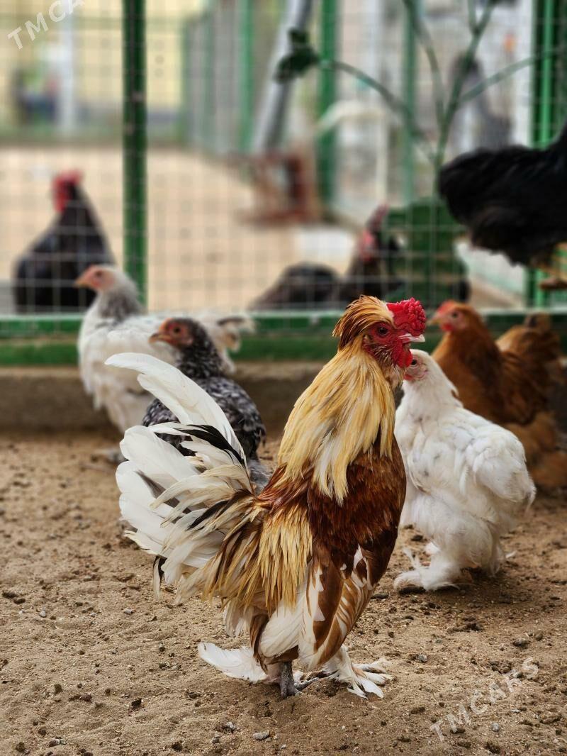 karlik. - Garadamak Şor - img 1