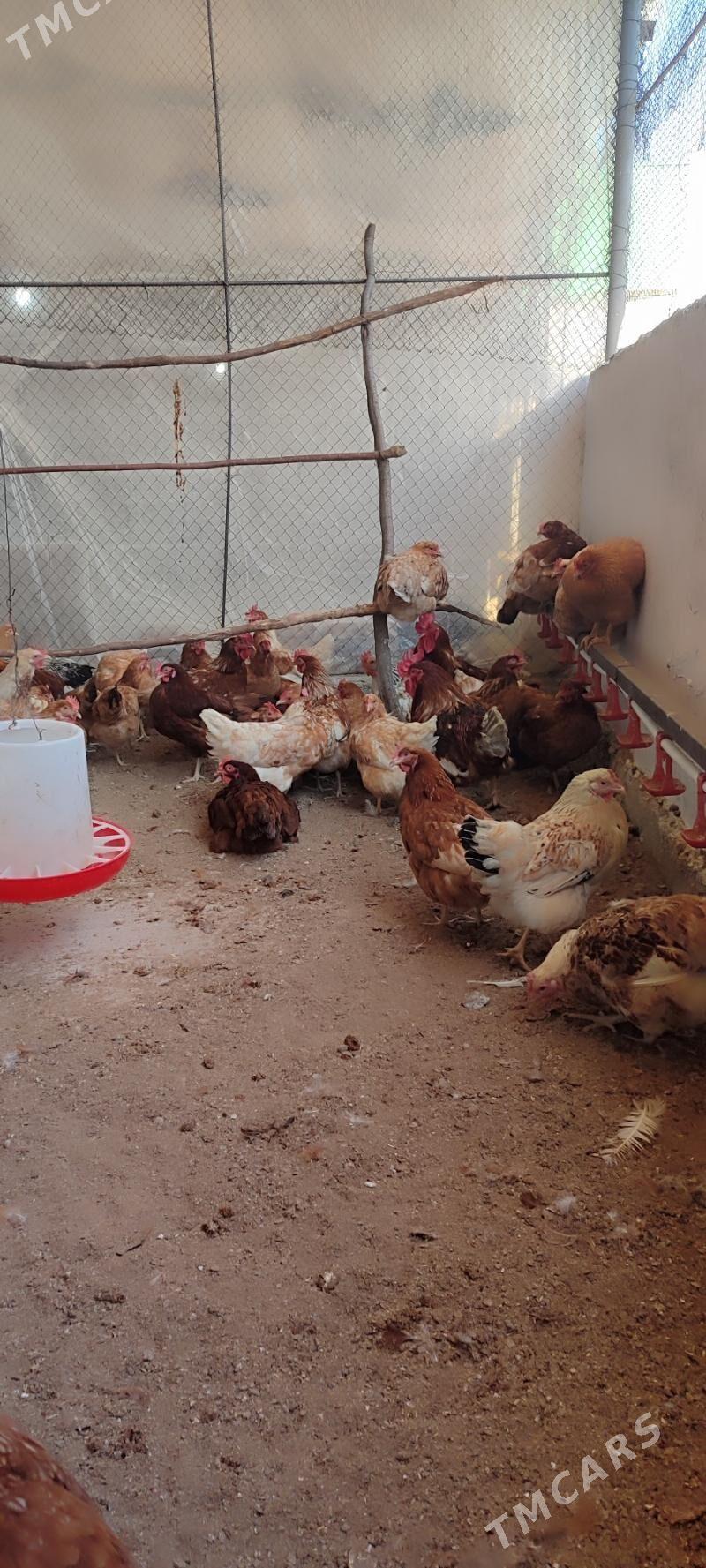 Lohman brawun towuk - Gökdepe - img 1