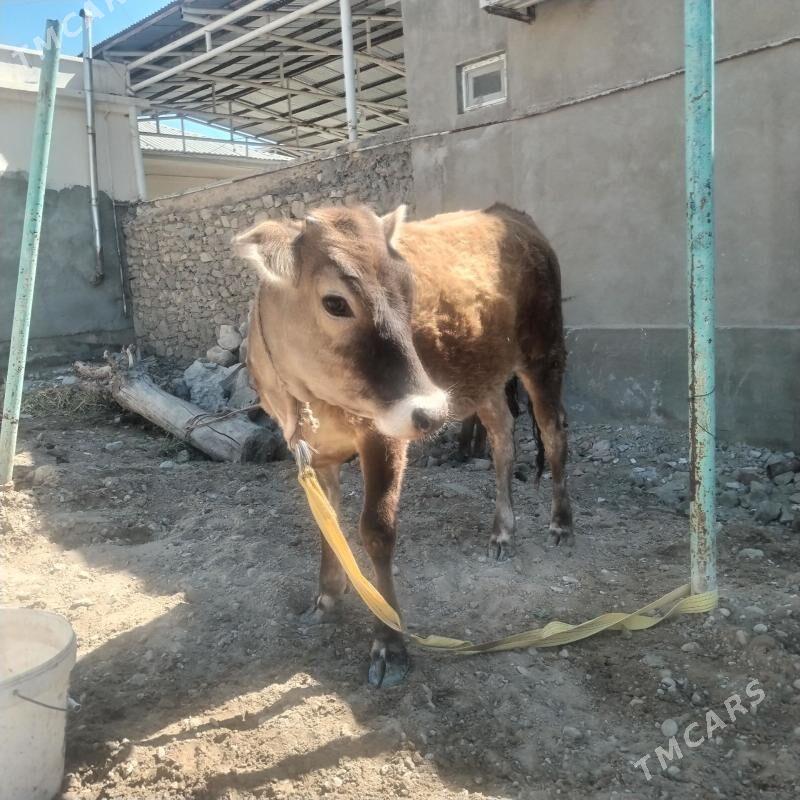 Tuwe - Балканабат - img 1