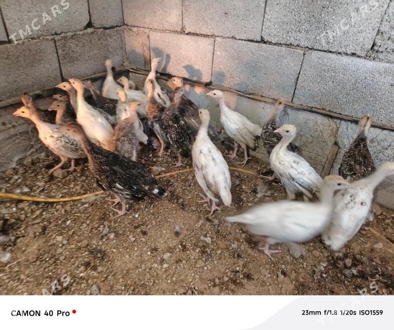 induk - Теджен - img 1