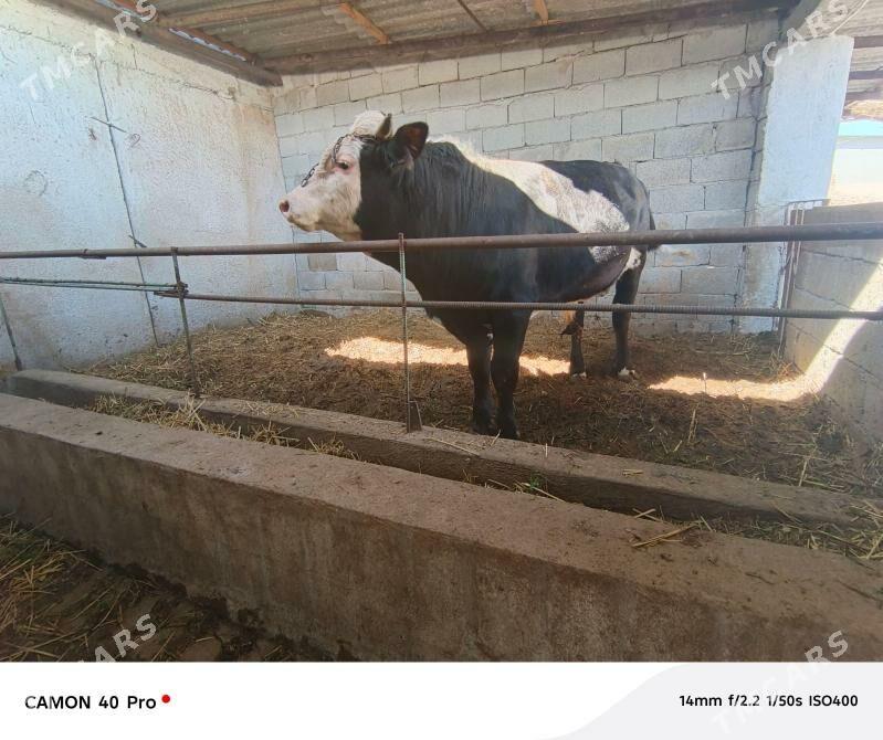 semental - Бузмеин - img 1