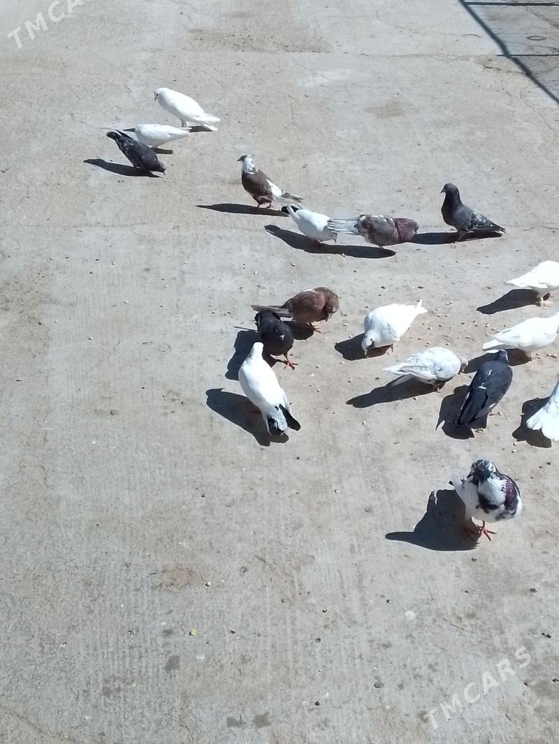 kepderi - Туркменбаши - img 1