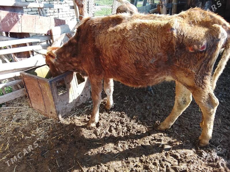 bogaz sygyr - Мургап - img 1