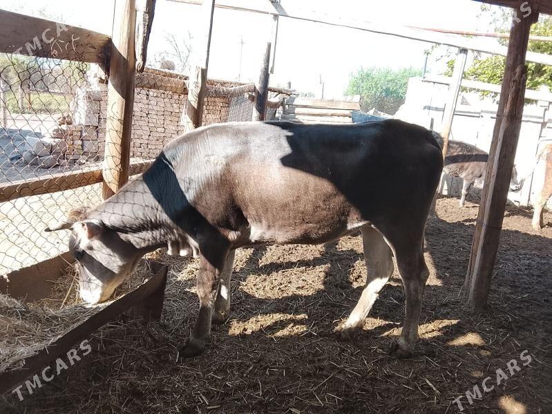 gysyr sygyrlar - Murgap - img 1