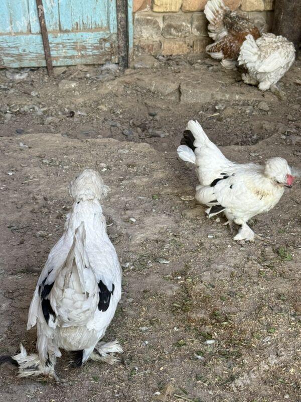 karlik troyka Serema - Хитровка - img 1