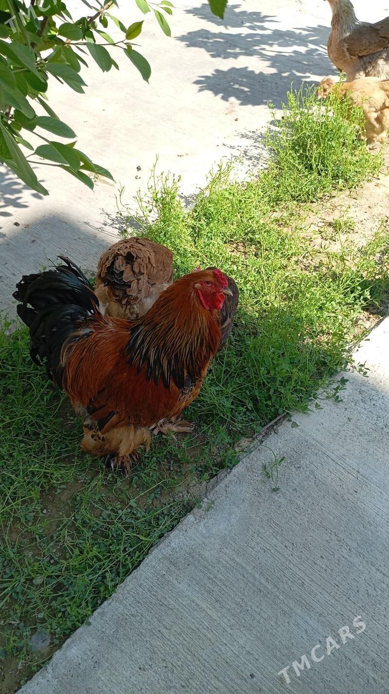 Brama horozlar - Чоганлы - img 1