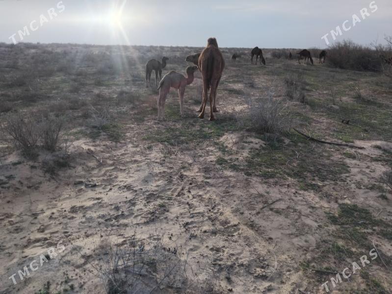 Duye - Sakarçäge - img 1