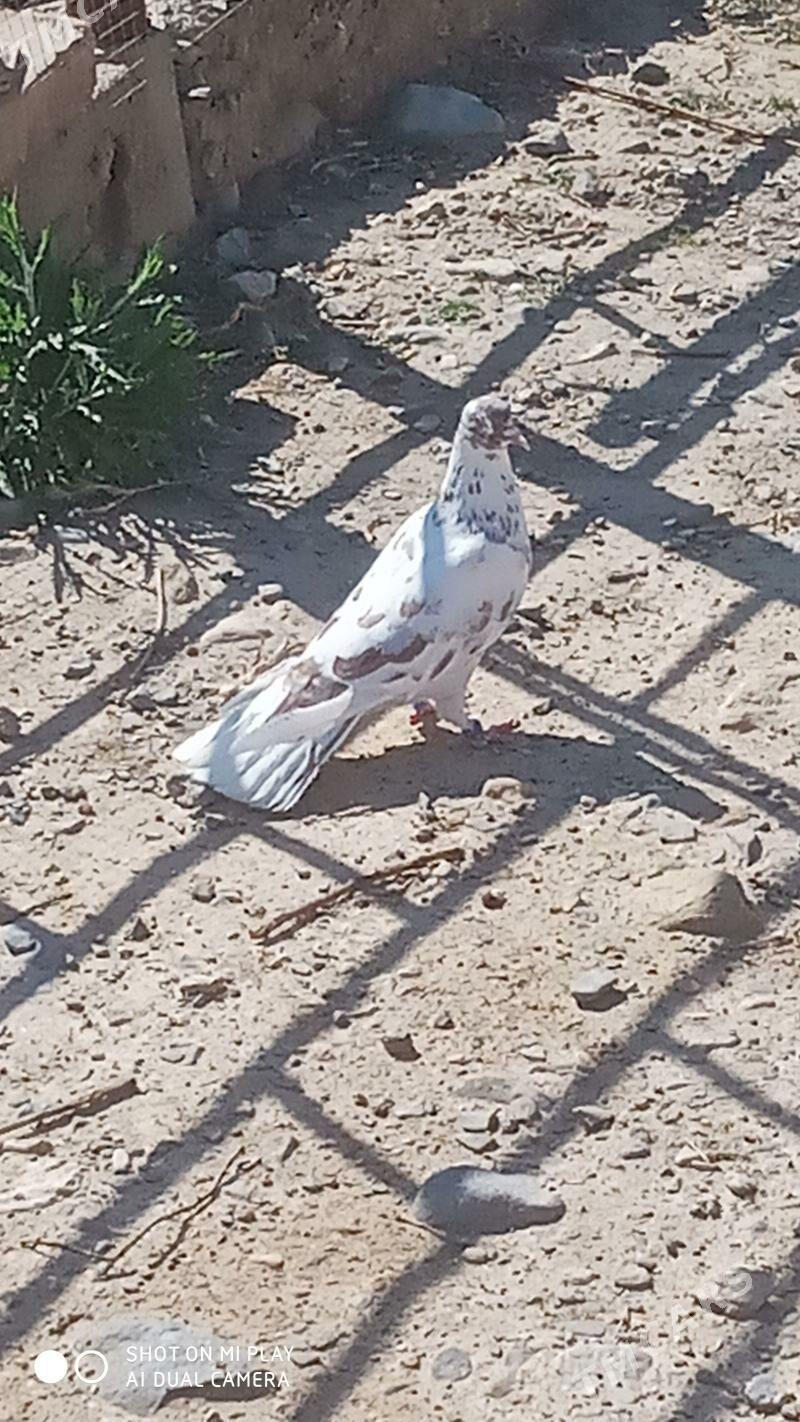 kepderi - Гызыларбат - img 1